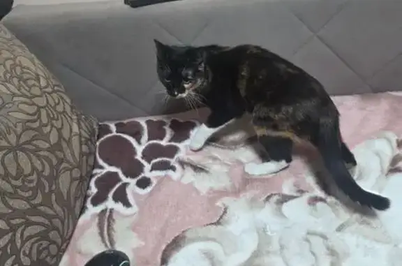 Найдена кошка, Ярославль, фото: Кошка найдена, Доброхотова 4, Ярославль