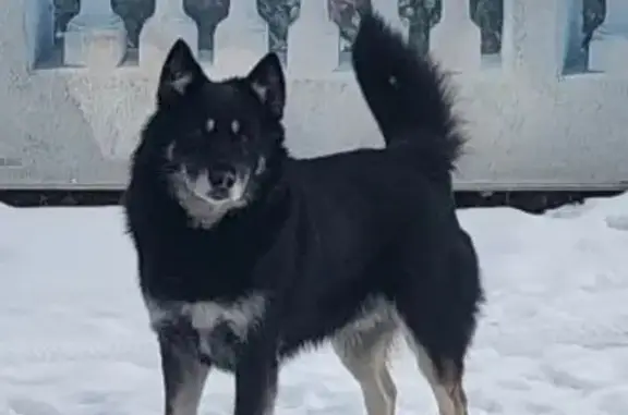 Пропала собака, ул. Готвальда, 1, Миасс