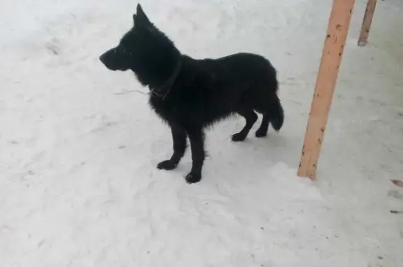 Найдена собака, Дубовка, фото: Собака найдена: ул. Горького, 9, Дубовка