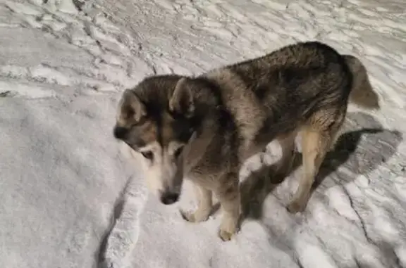 Найдена собака, Санкт-Петербург, фото: Собака на ул. Маршала Новикова, СПб