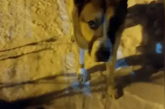 Найдена собака, Клин, фото: Триколорная собака найдена в Селифоново