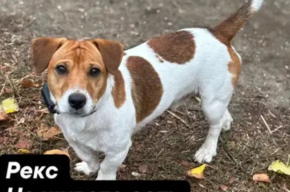 Пропала собака, б-р Тараса Ботяновского