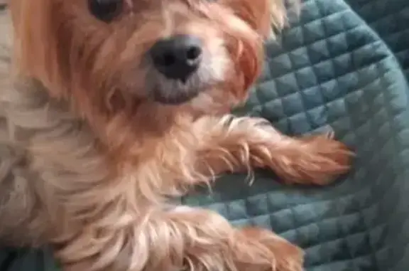 Пропала собака у Комсомольской, 95А