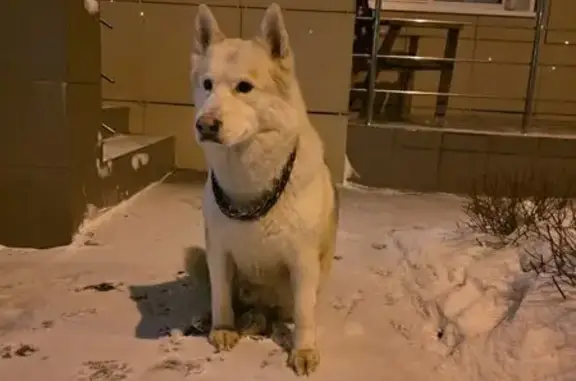 Найдена собака, Красногорск, фото: Хаски найдена у магазина «ДА», Павшинский б-р