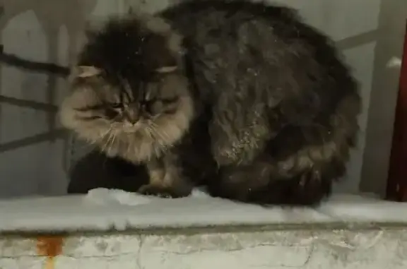 Найдена кошка, Владимир, фото: Кошка у налоговой, Суздальский пр., 9, Владимир