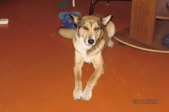 Пропала собака, Мариинск, Кемерово