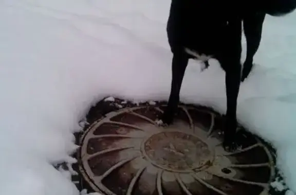 Найдена собака, Пенза, фото: Собака найдена: ул. Крупской, Пенза