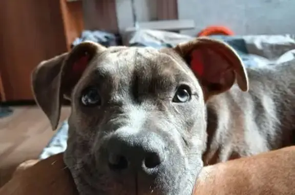 Пропала собака, Смоленская ул. 57, Рославль