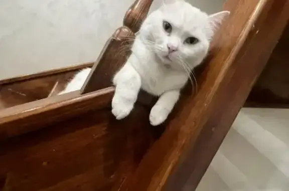 Пропал кот, ул. Чапаева 1/2, Калуга