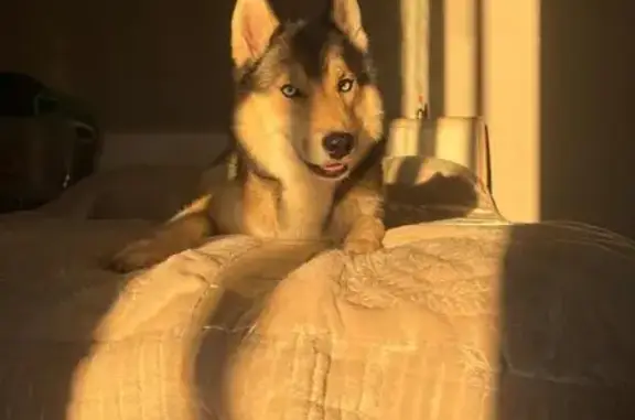 Пропала собака в Шулепово, Вологодская обл.