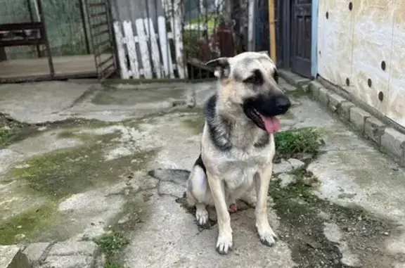 Пропала собака на Приречной улице, Белореченск