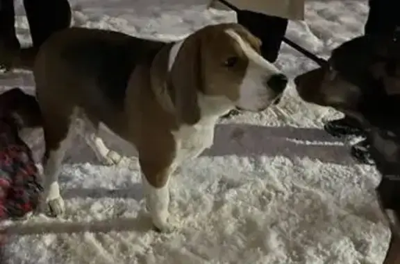 Найдена собака, Большие Колпаны, фото: Найдена собака, Садовая ул., 4А