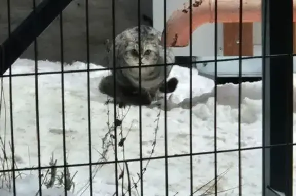 Найдена кошка, Чебоксары, фото: Кошка найдена: Солнечный бульвар, 4А