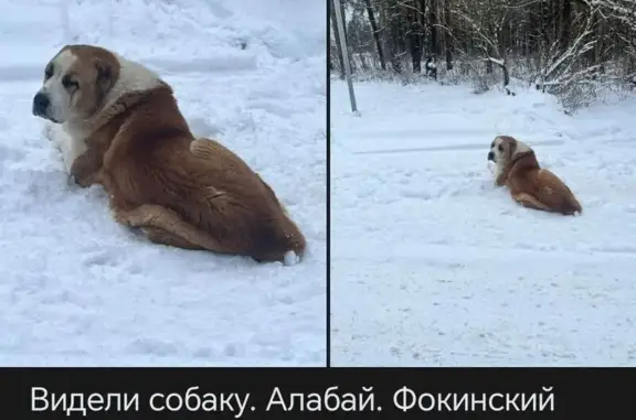 Найдена собака, Брянск, фото: Собака найдена: Московский проспект, 99И