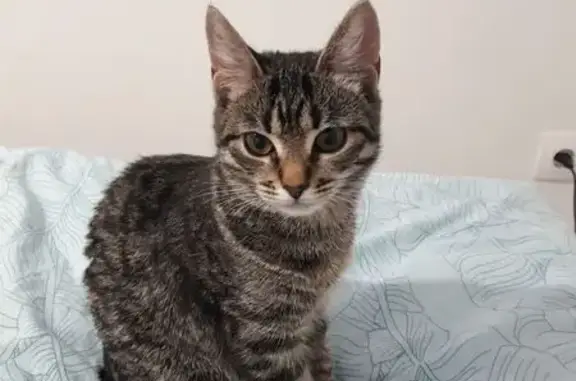 Кошки потеряшки, Путевка, фото: Потеряшка кошка, Молодёжная 14, Путёвка