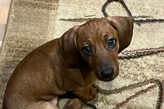 Пропала такса, ул. Воронова, 18Г, Крск