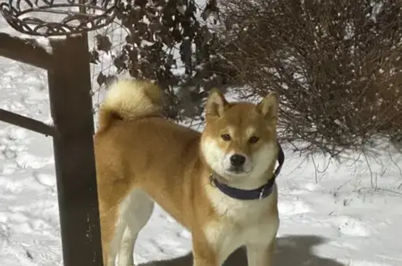 Пропала собака, 2-й Кустанайский пр., 2