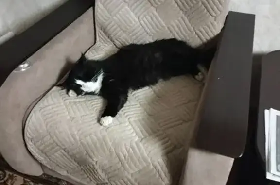 Пропала кошка, ул. Щёлокова, Данилов