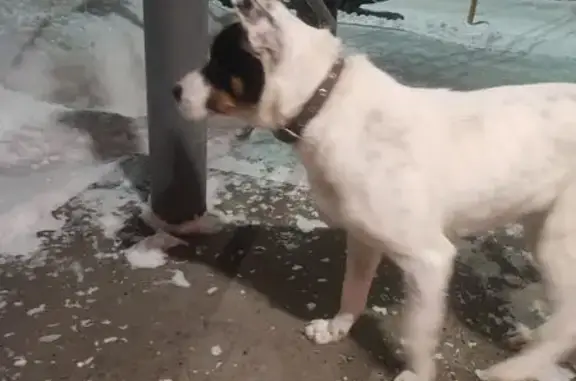 Найдена собака, Ижевск, фото: Собака найдена на ул. Степана Разина, 65