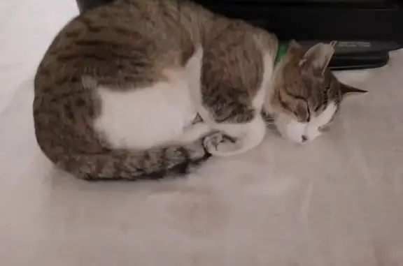 Пропала кошка Мурик, Владикавказ - photo