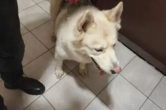 Хаски найдена, Павшинский бул., 17 с1