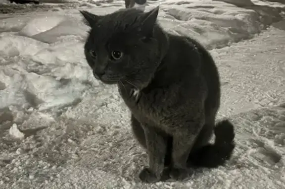 Найдена кошка, Уфа, фото: Кошка найдена у Александра Невского, 33