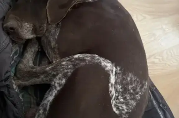 Пропала собака, Рабочая ул. 13, Верхний