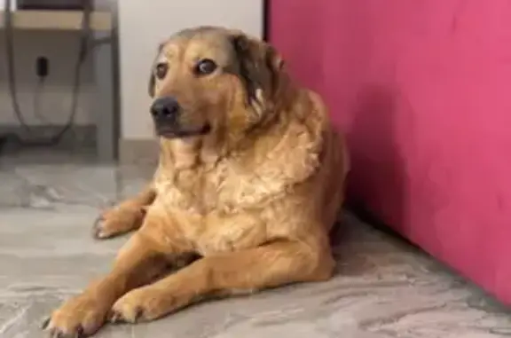 Пропала собака, Новоалександровское СП