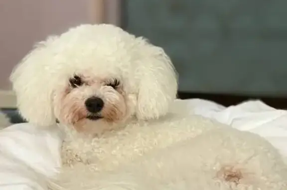 Пропала собака на Можайском ш., 11-2