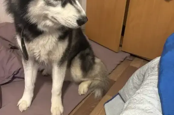 Найдена собака, Санкт-Петербург, фото: Найдена собака, Вавиловых 9 к5, СПб