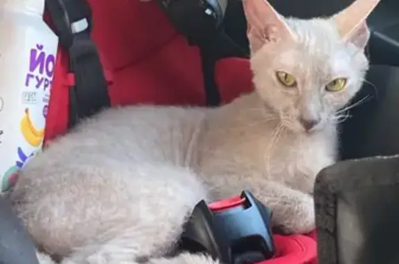 Пропала кошка в Камышеватской, Краснодарский край - photo