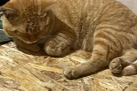 Пропала кошка, ул. Бакинских Комиссаров 58