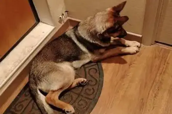 Найдена собака, Томск, фото: Найдена собака, ул. Сергея Лазо 28/2, Томск