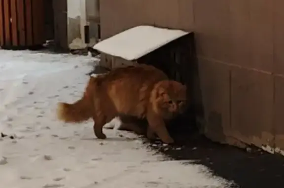 Найдена кошка, Москва, фото: Кошка найдена: Шмитовский пр., д.11, Москва