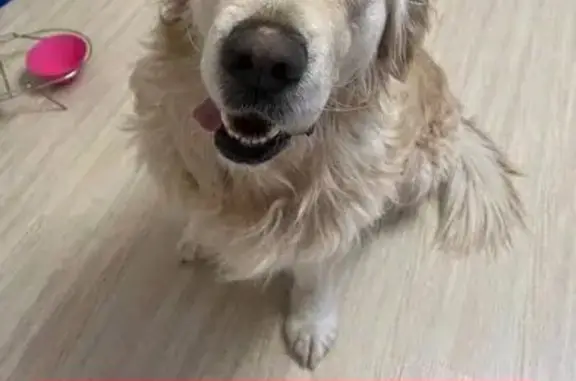 Найдена собака, Хабаровск, фото: Золотистый ретривер на Карла Маркса 144Г к2