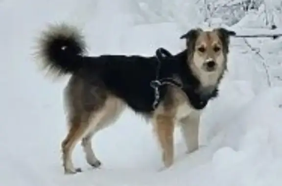 Пропала собака в районе СНТ Покровское