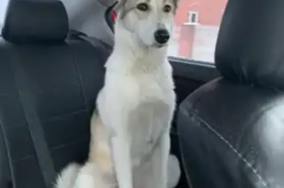 Собаки потеряшки, Омск, фото: Потеряшка собака Порода-лайка, Юта, Омск, Заозёрная ул., 15