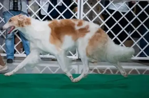 Объявления о пропавших и найденных животных, Хабаровск, фото: Пропала собака, ул. Машинистов, Хабаровск