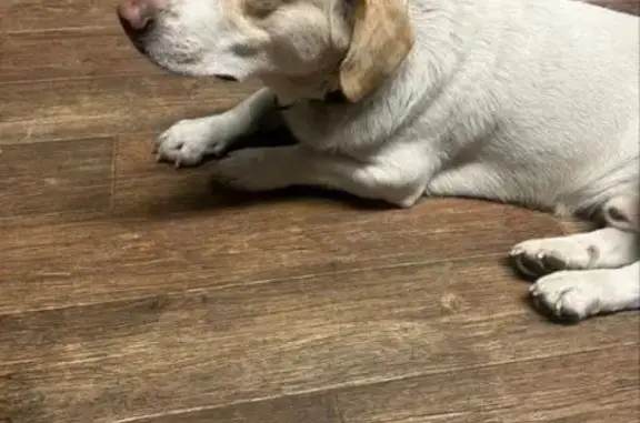 Найдена собака, Хабаровск, фото: Пёс найден: ул. Шевченко, 16, Хабаровск