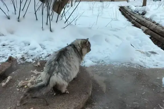 Найдена кошка, Ижевск, фото: Кошка найдена у Тверская ул, 46, Ижевск