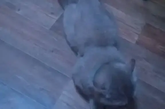 Пропала кошка, Мариинский пер., Томск