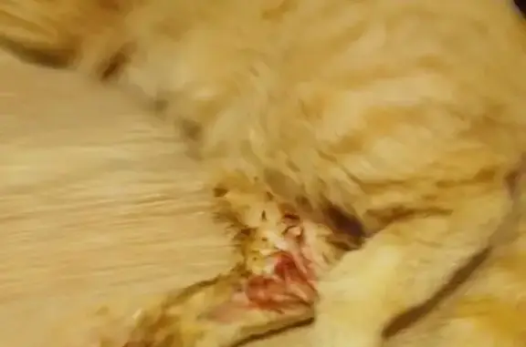 Найдена кошка, Кострома, фото: Кошка найдена на Профсоюзной 13, Кострома