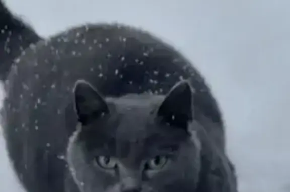 Найдена кошка, Кемерово, фото: Кошка найдена, ул. Медовая 17, Кемерово