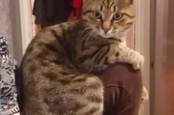 Пропала кошка, ул. Сады, 1В, Красноярск