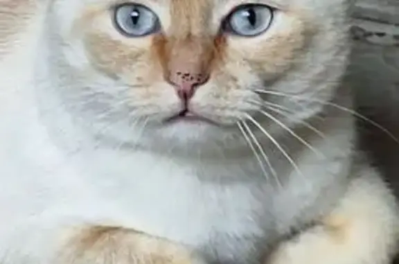 Пропала кошка, Комендантский пр., 32 к3