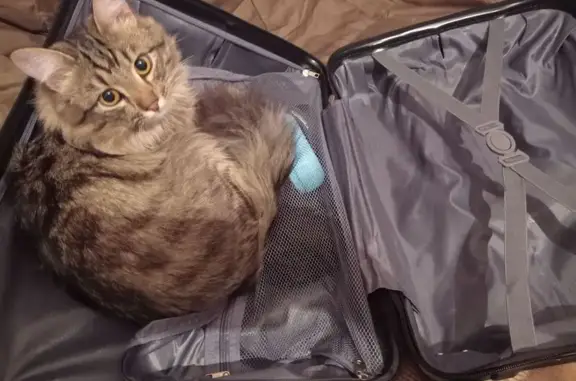 Пропала кошка в Красноярске, ищем! - photo