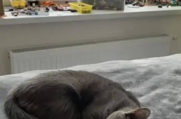 Пропала кошка, ул. Гагарина, 1, Зирган - photo