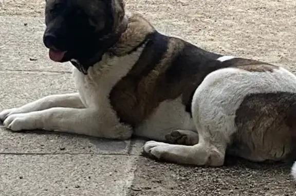 Пропала собака, пер. Маркова, Армавир - photo