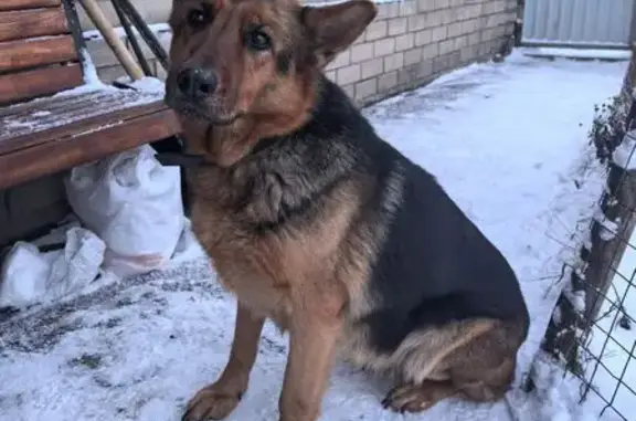 Найдена собака, Воронеж, фото: Найдена овчарка, ул. Клары Цеткин, Воронеж