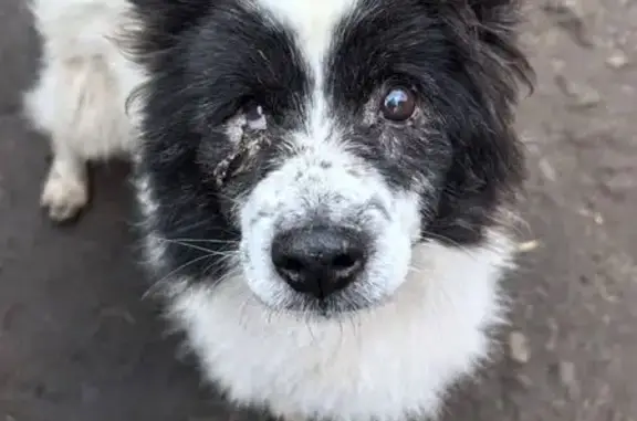 Пропала собака, Подольск, Плещеевская 3